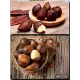  Семена Салак, Змеиный фрукт 1 шт.