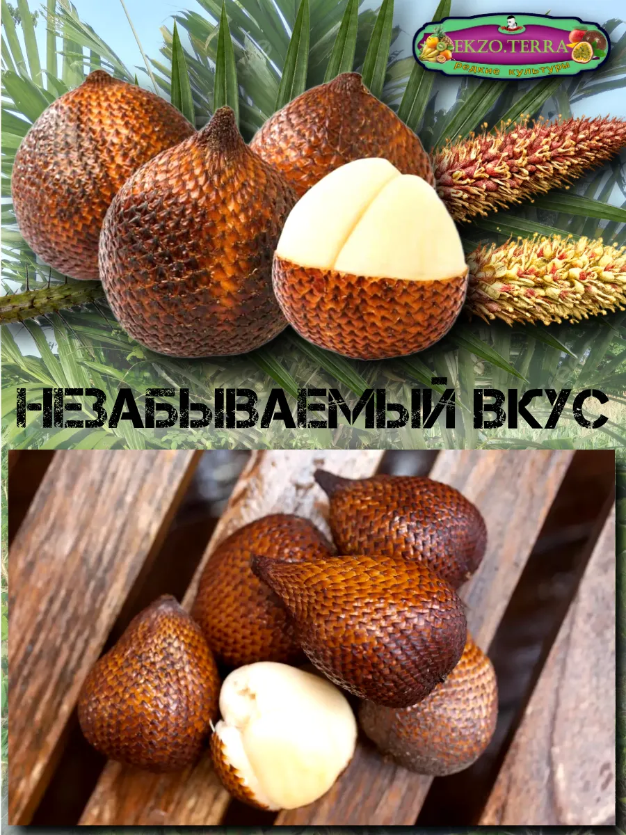  Семена Салак, Змеиный фрукт 1 шт.