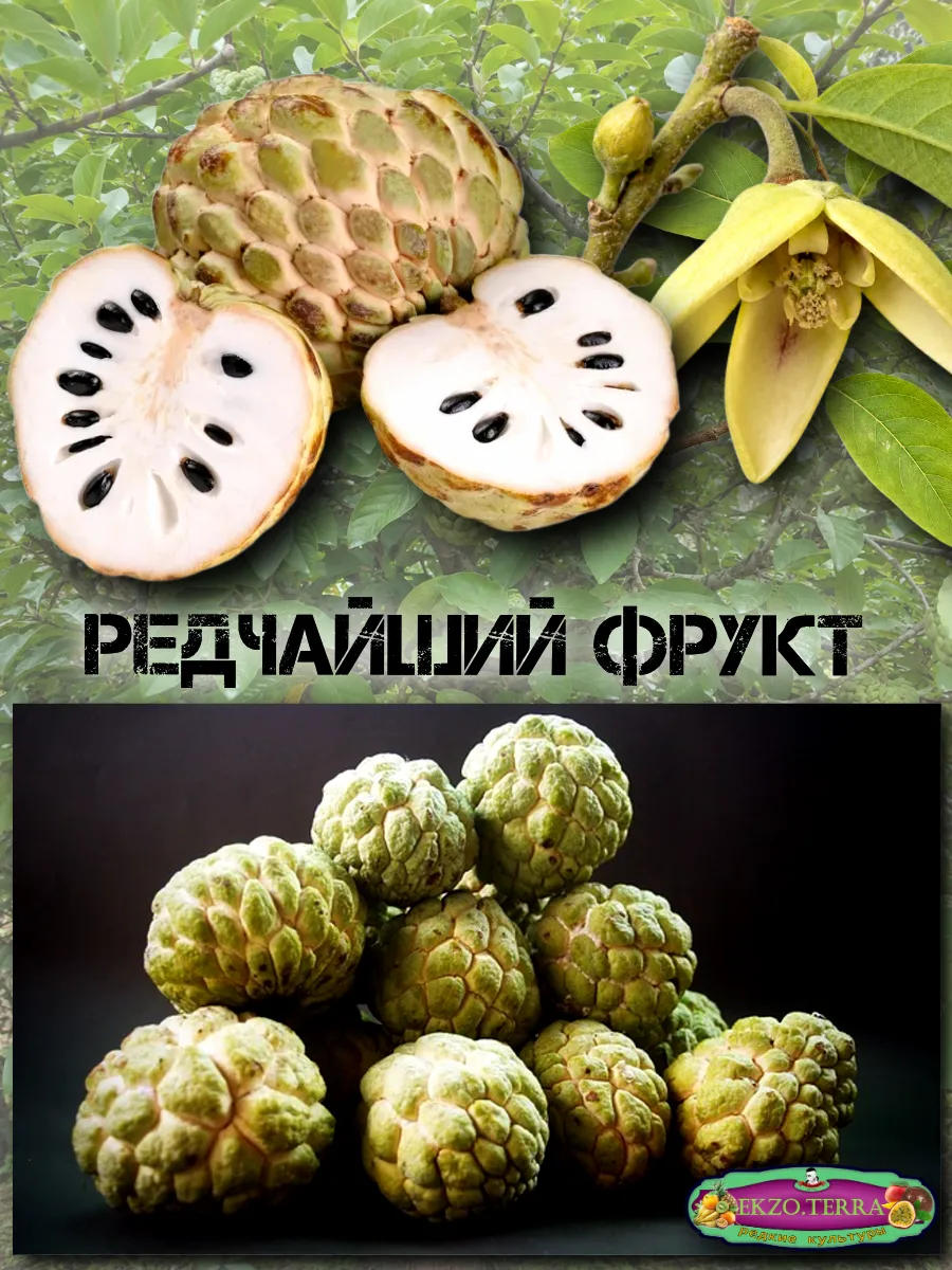  Семена Черимойя, Кремовое яблоко 1 шт.