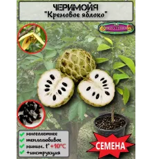  Семена Черимойя, Кремовое яблоко 1 шт.