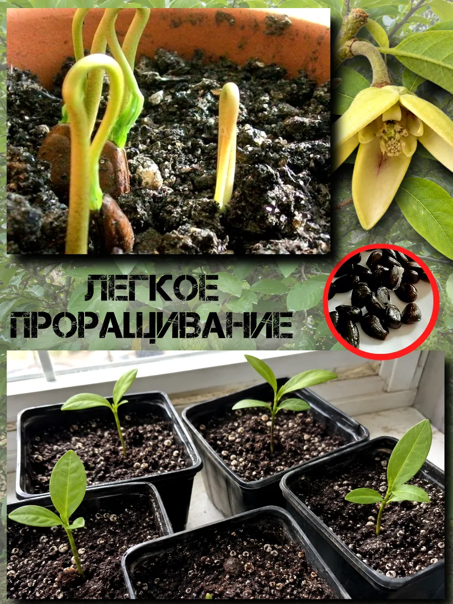  Семена Черимойя, Кремовое яблоко 1 шт.