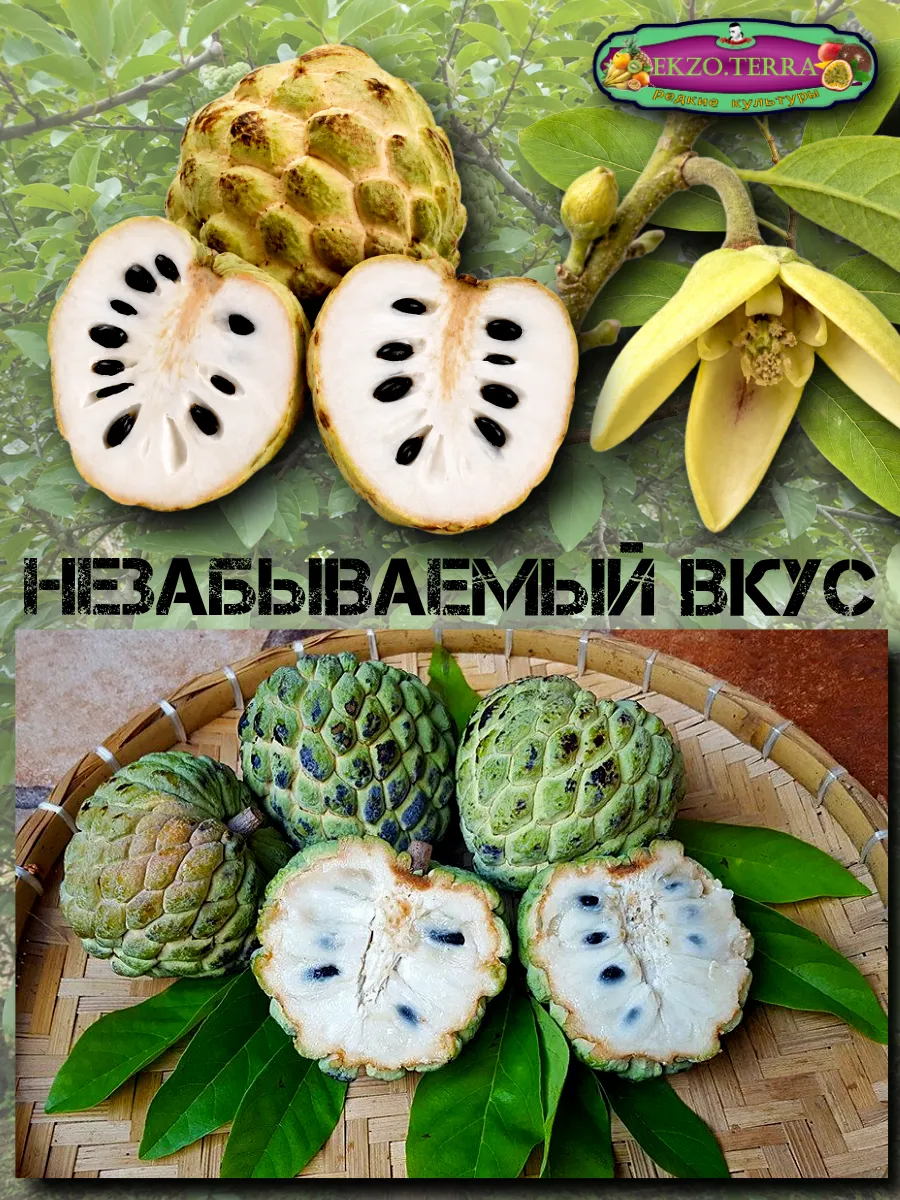  Семена Черимойя, Кремовое яблоко 1 шт.