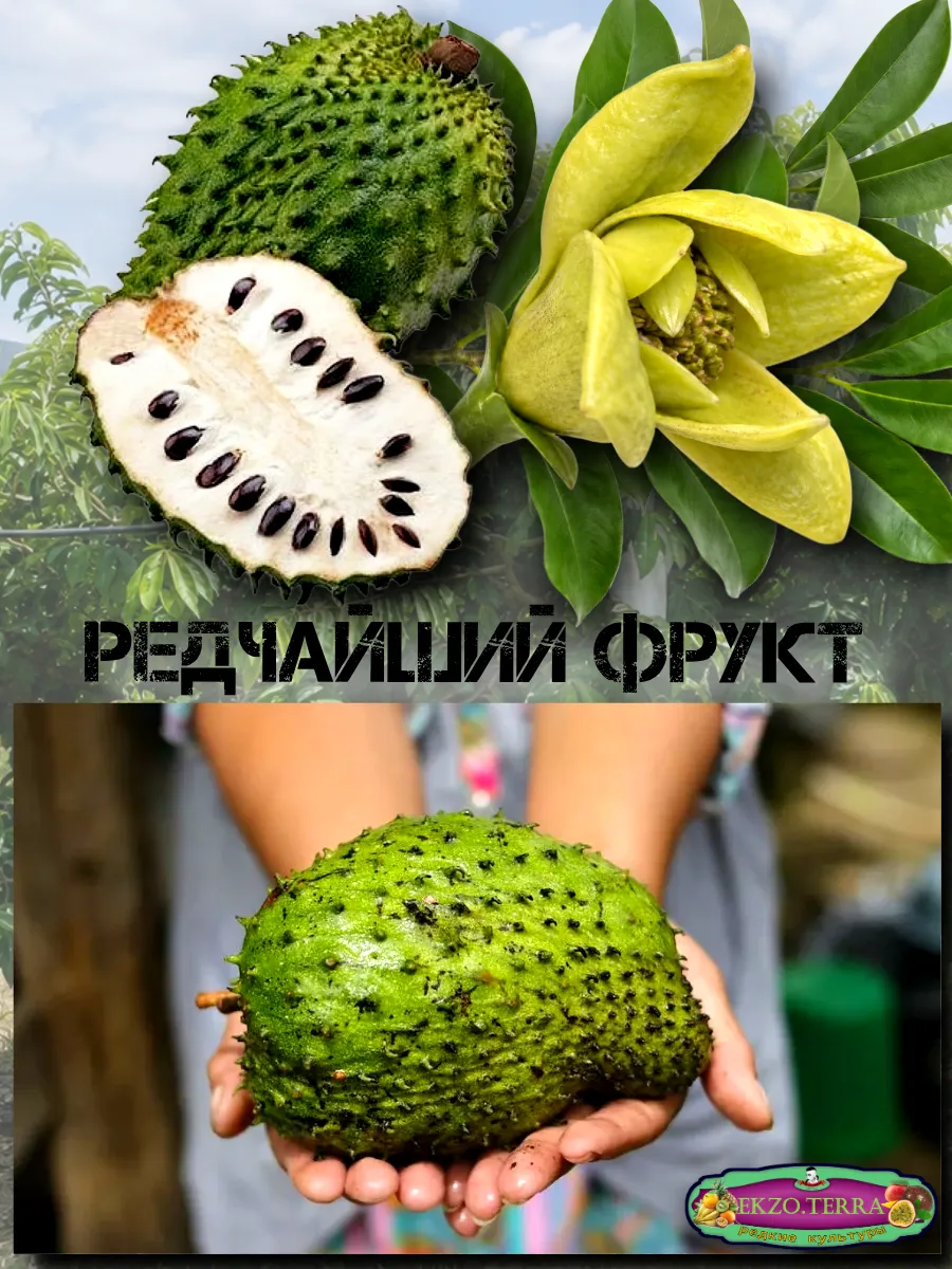  Семена Гуанабана (Сметанное Яблоко) 1 шт.