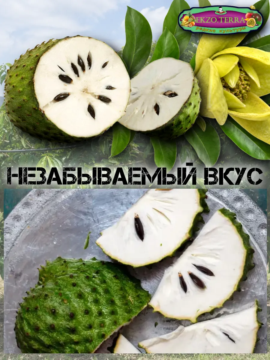  Семена Гуанабана (Сметанное Яблоко) 1 шт.