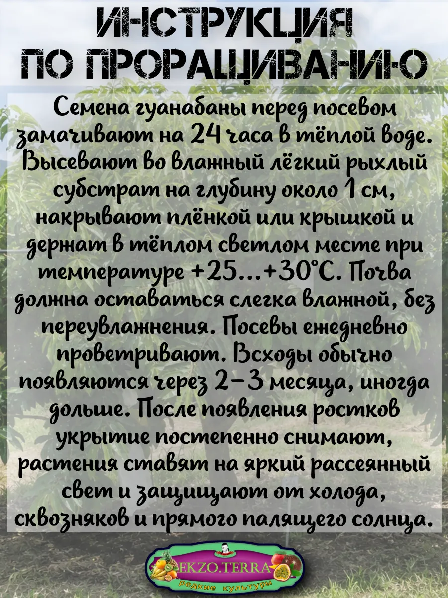  Семена Гуанабана (Сметанное Яблоко) 1 шт.