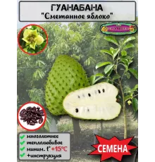  Семена Гуанабана (Сметанное Яблоко) 3 шт.