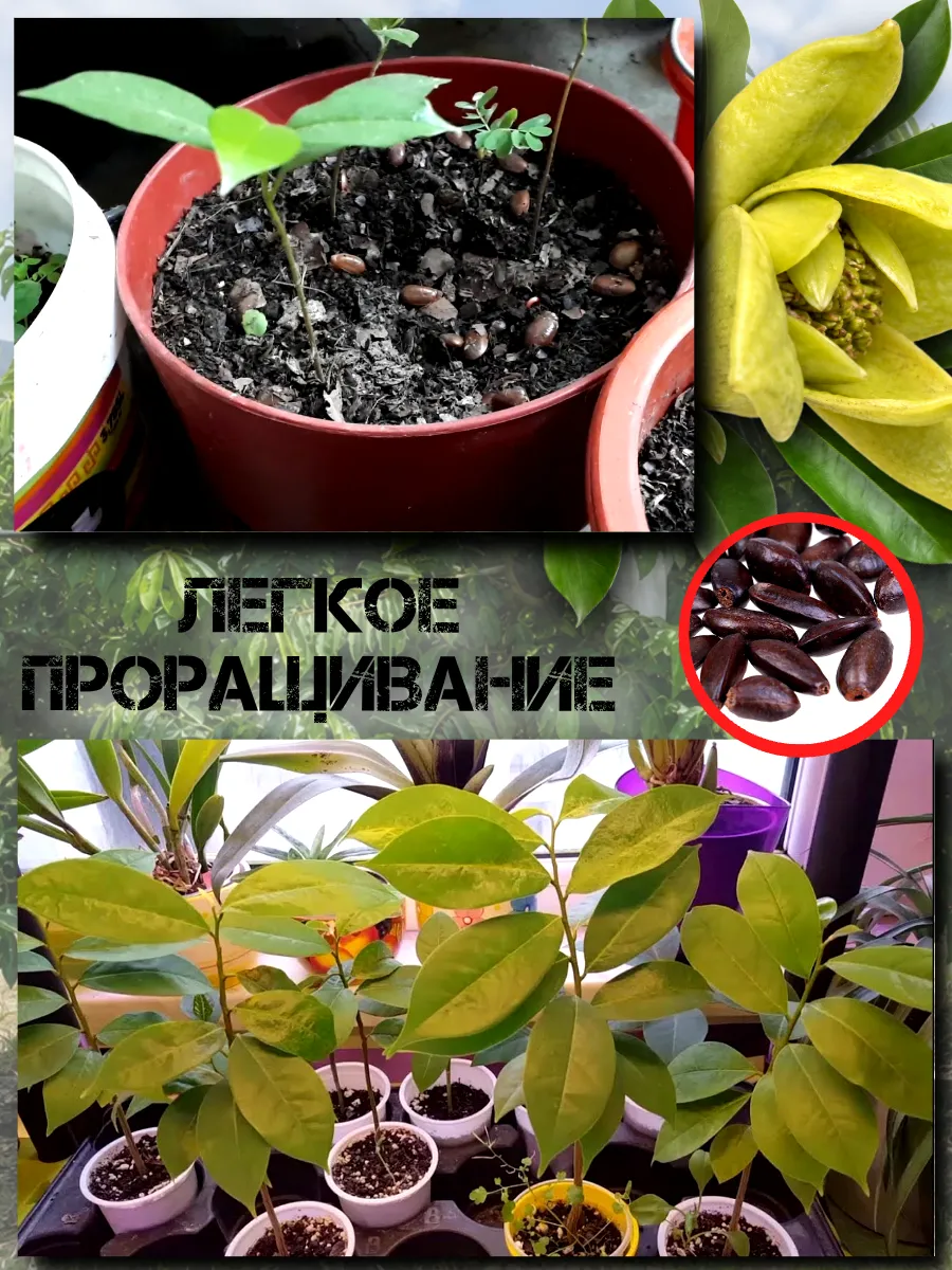  Семена Гуанабана (Сметанное Яблоко) 1 шт.
