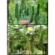  Семена Люффа египетская 3шт 3 шт.