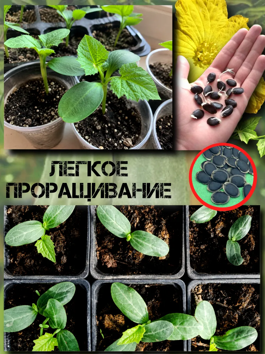  Семена Люффа египетская 3шт 3 шт.