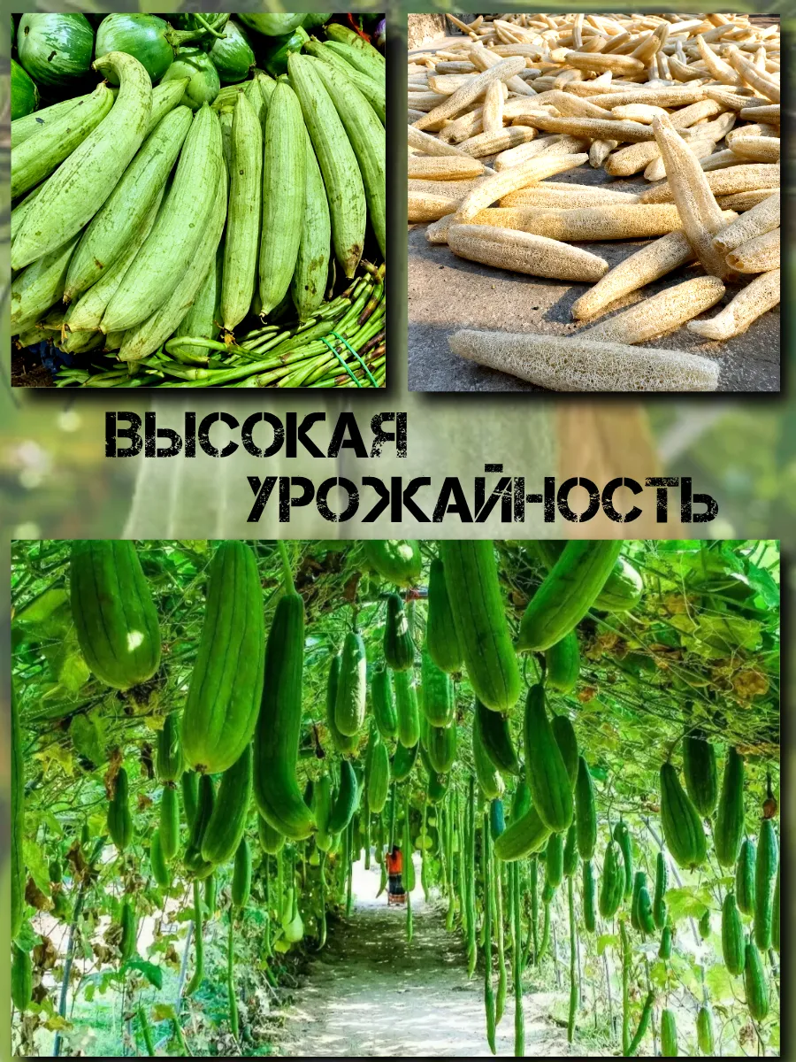  Семена Люффа египетская 3шт 3 шт.