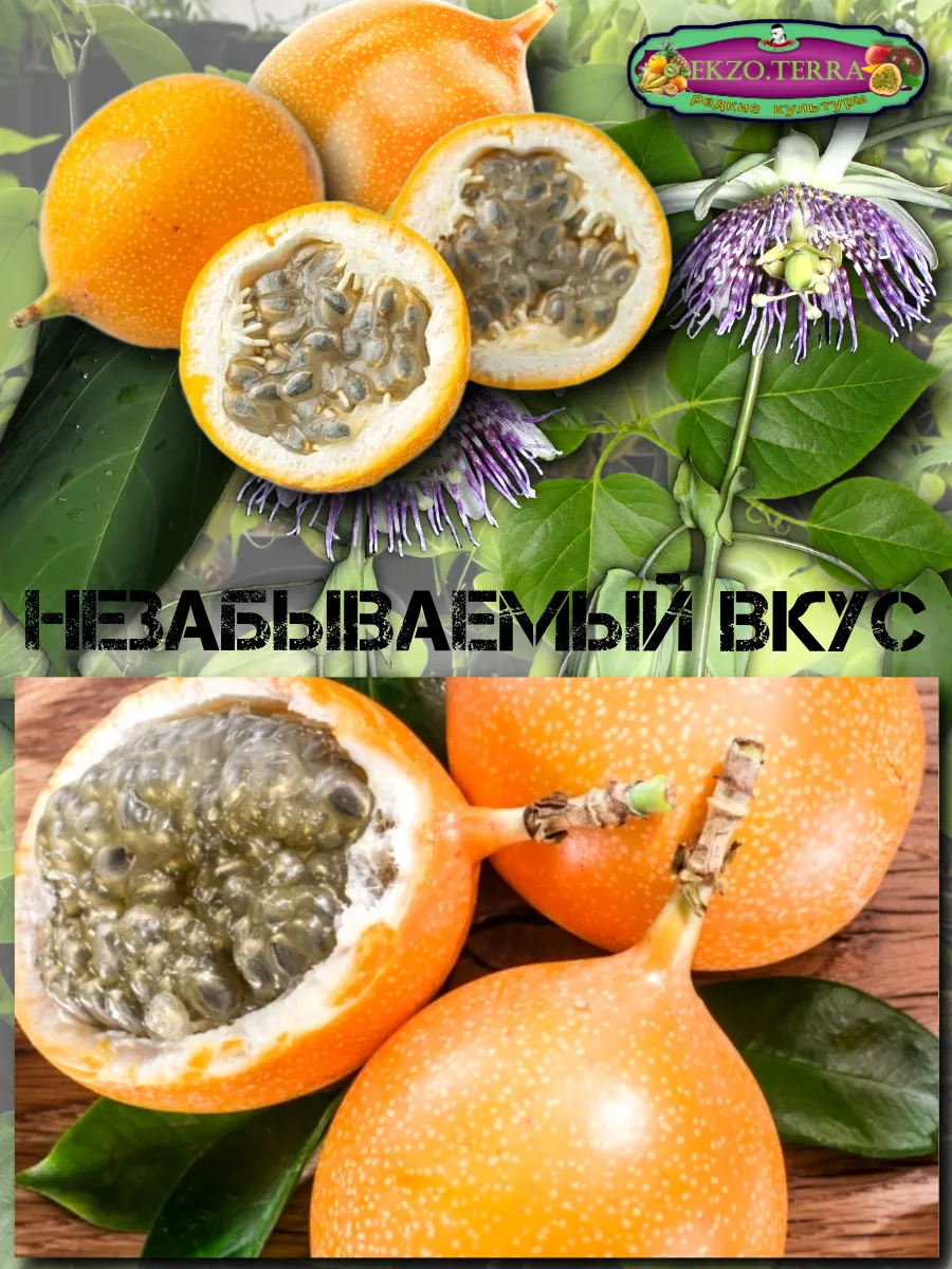 Семена Гранадиллы, Пассифлора Язычковая 5 шт.