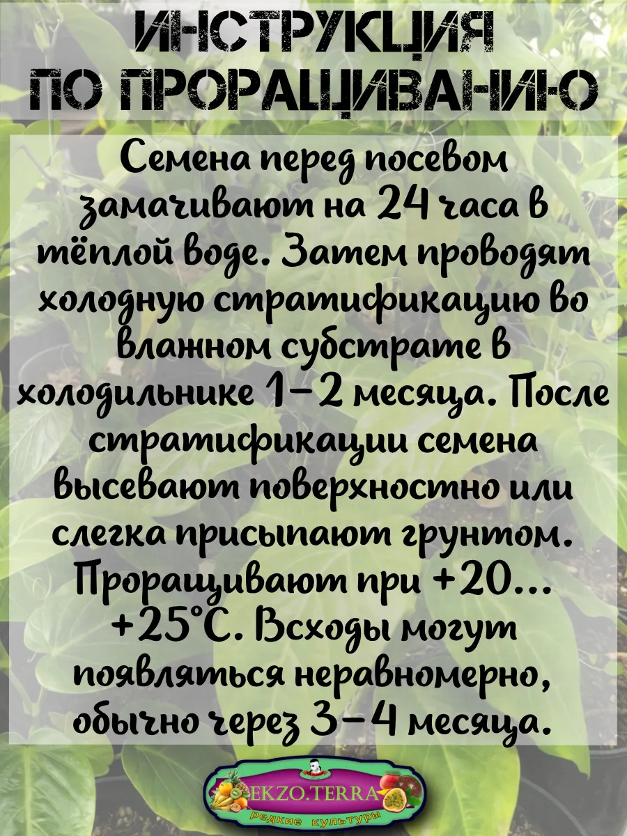  Семена Гранадиллы, Пассифлора Язычковая 5 шт.