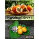  Семена Гранадиллы, Пассифлора Язычковая 5 шт.