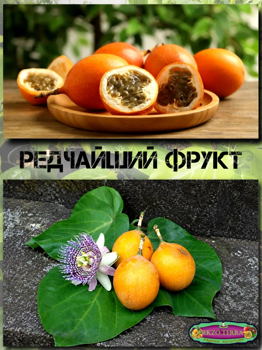  Семена Гранадиллы, Пассифлора Язычковая 5 шт.
