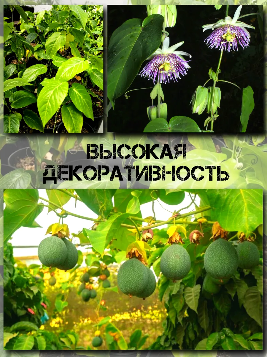  Семена Гранадиллы, Пассифлора Язычковая 5 шт.