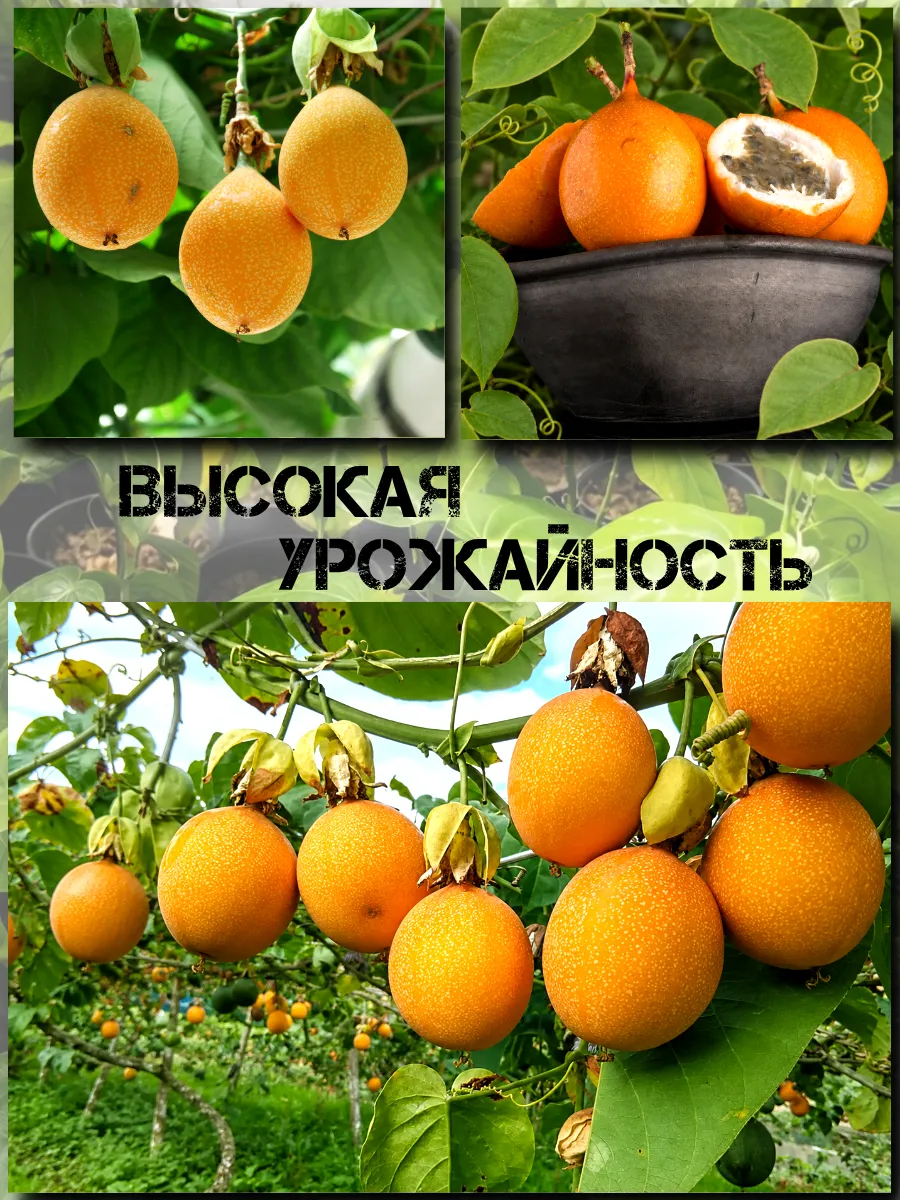  Семена Гранадиллы, Пассифлора Язычковая 5 шт.