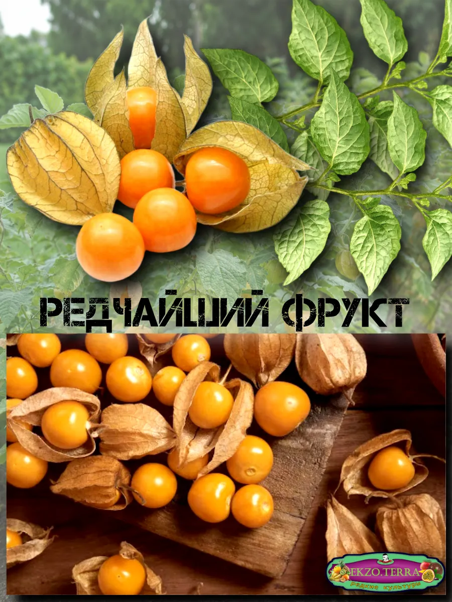  Семена Физалис Бразильский (Перуанский) 10 шт.