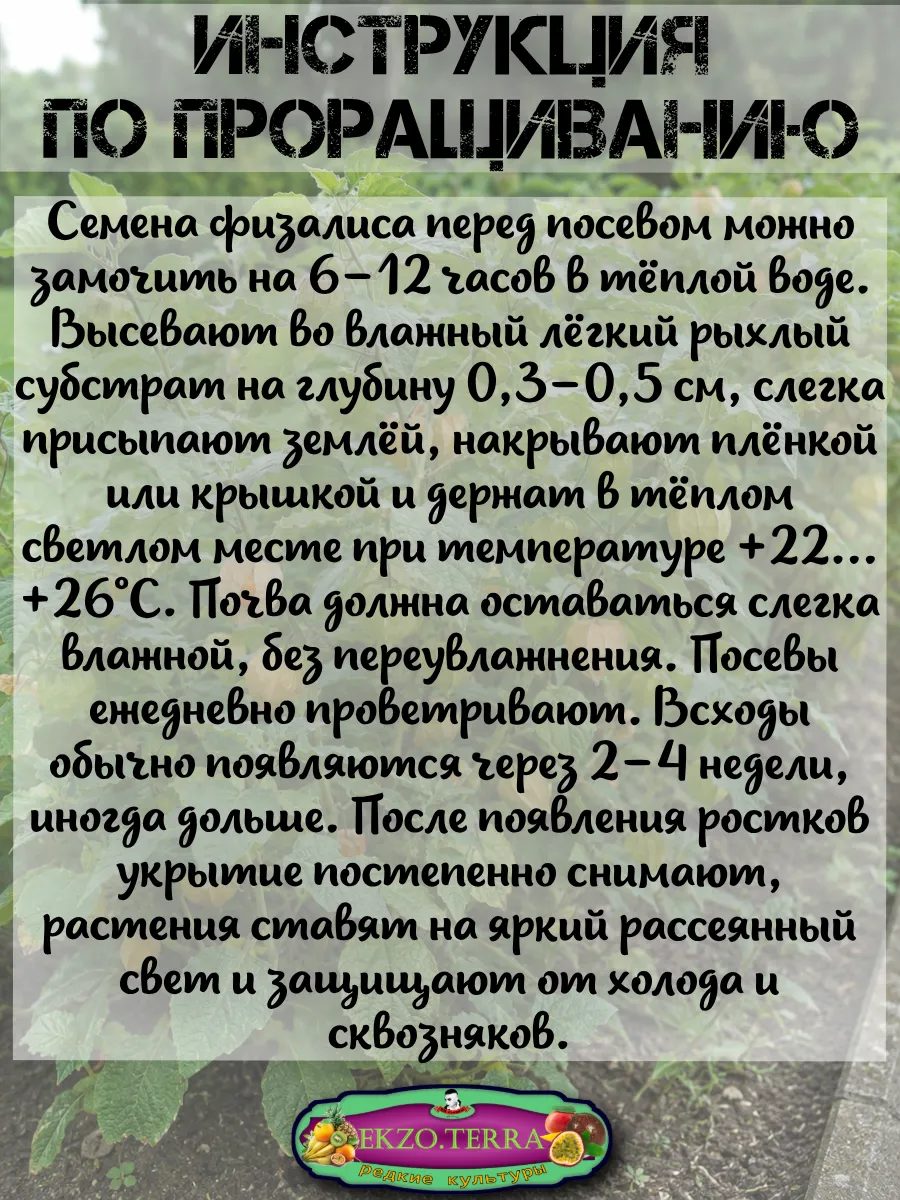  Семена Физалис Бразильский (Перуанский) 10 шт.