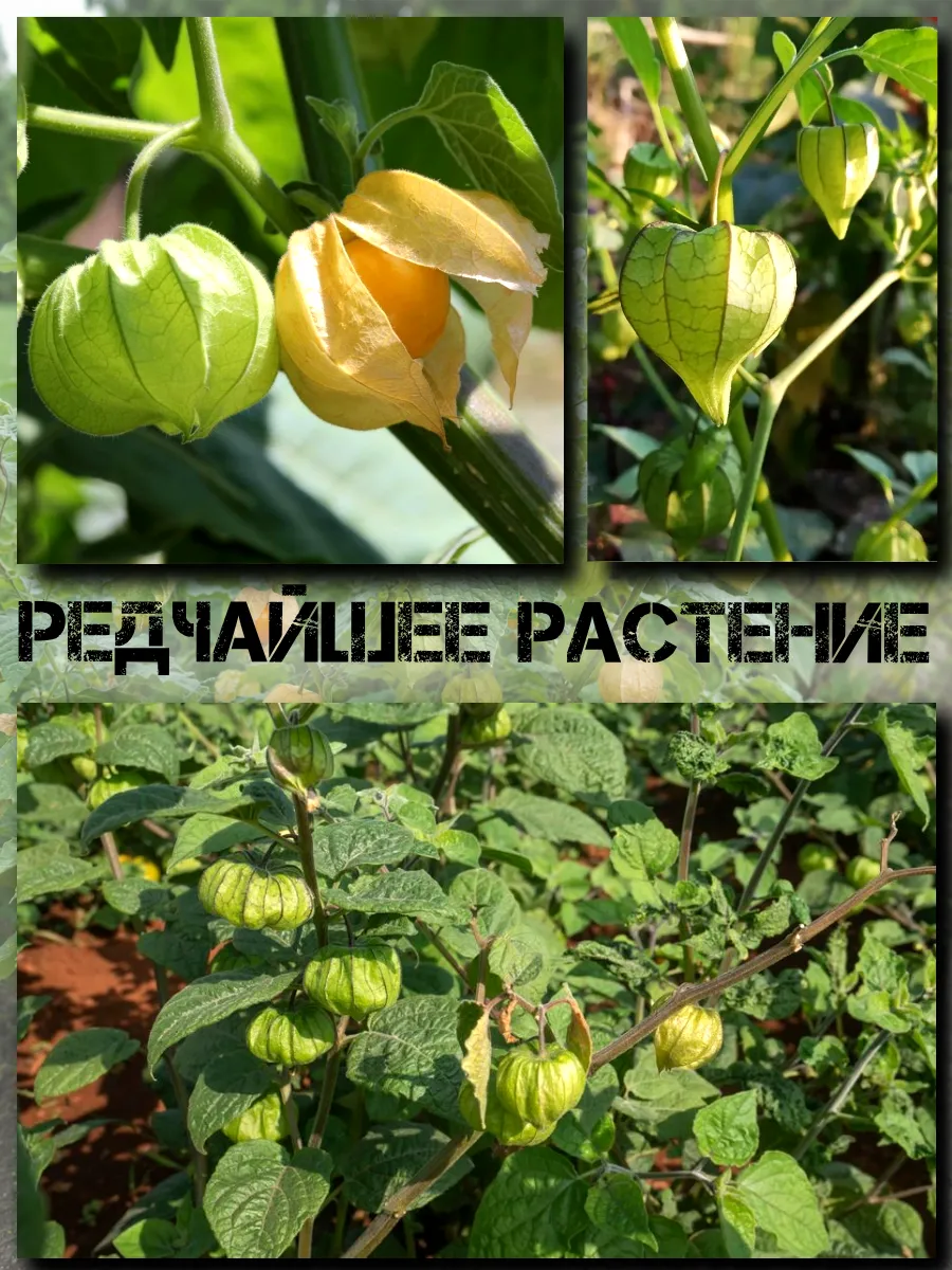  Семена Физалис Бразильский (Перуанский) 10 шт.