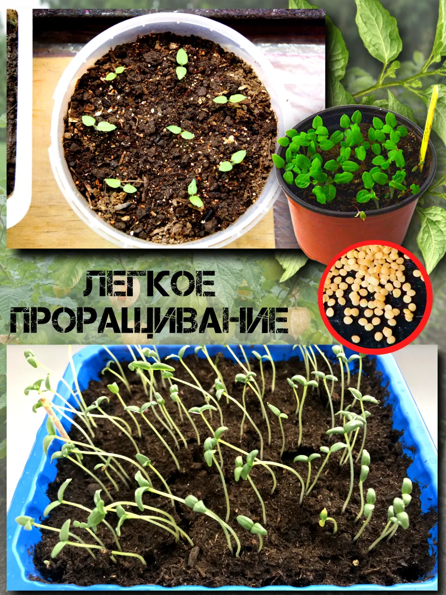  Семена Физалис Бразильский (Перуанский) 10 шт.