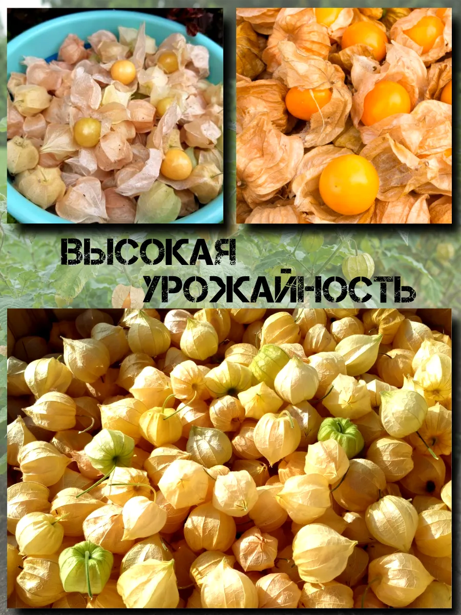  Семена Физалис Бразильский (Перуанский) 10 шт.