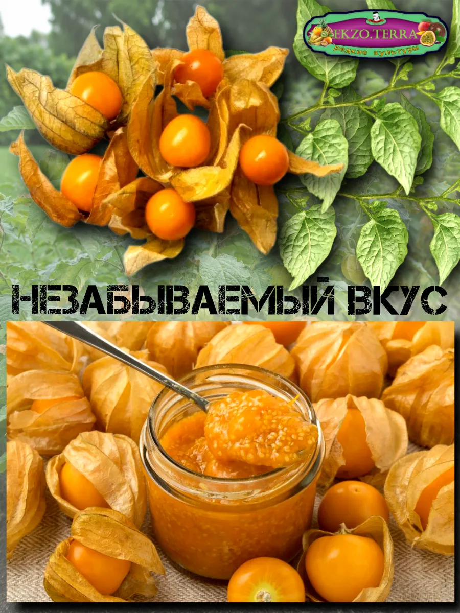  Семена Физалис Бразильский (Перуанский) 10 шт.