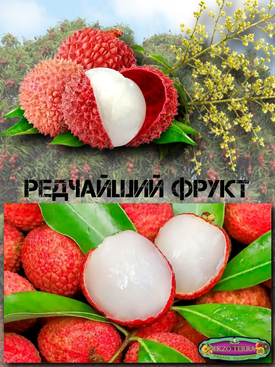  Семена Личи 3 шт.