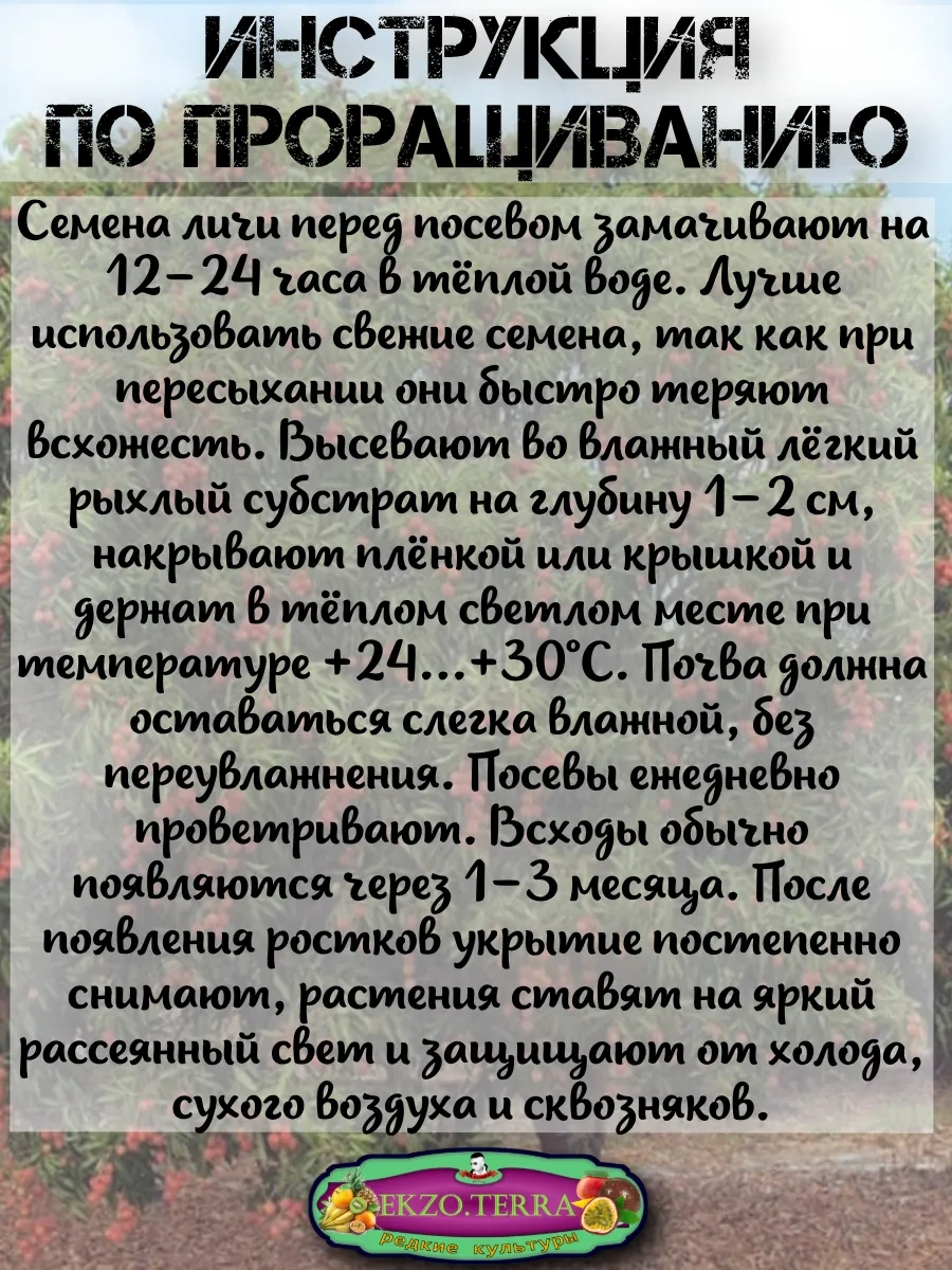  Семена Личи 3 шт.