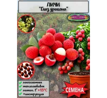  Семена Личи 3 шт.