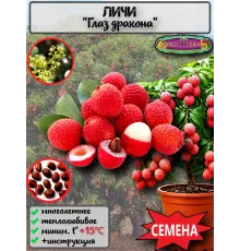  Семена Личи 3 шт.