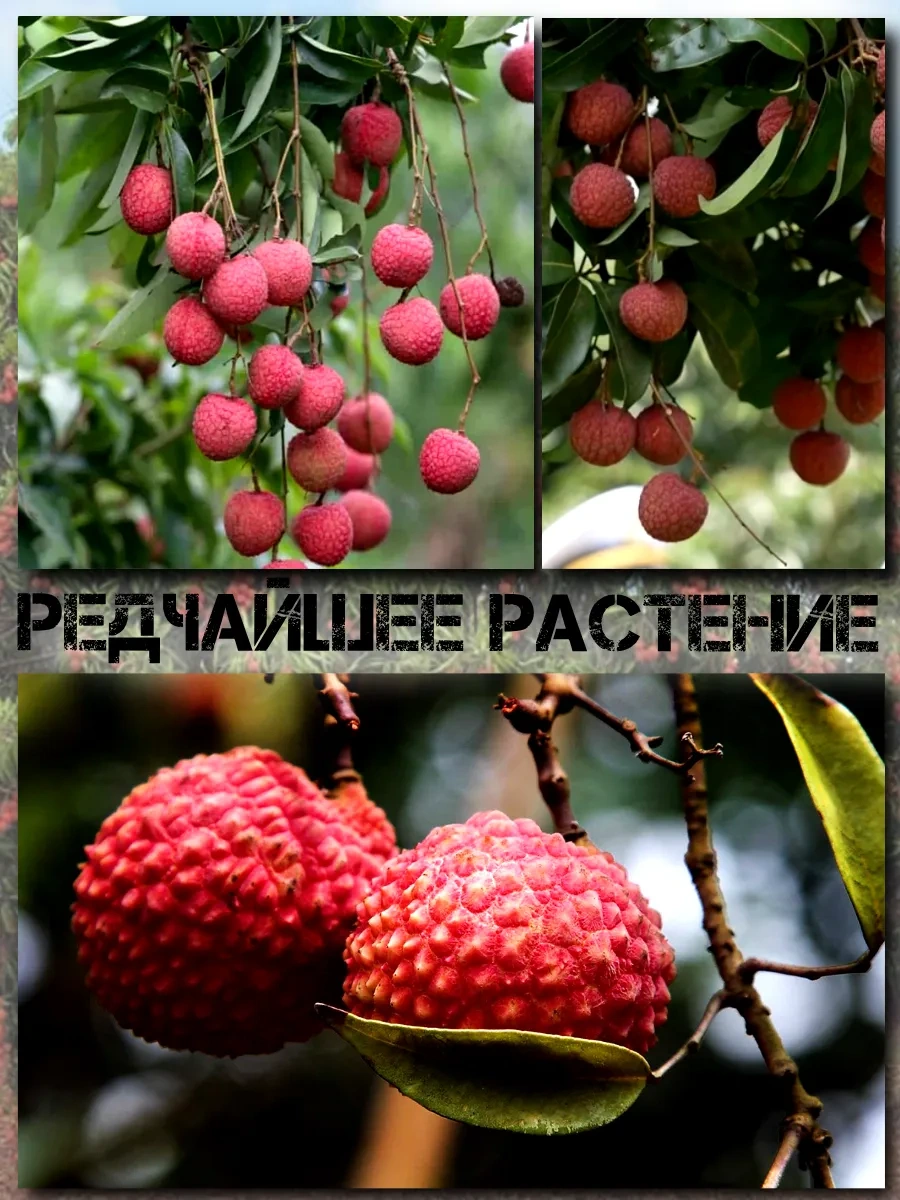  Семена Личи 3 шт.