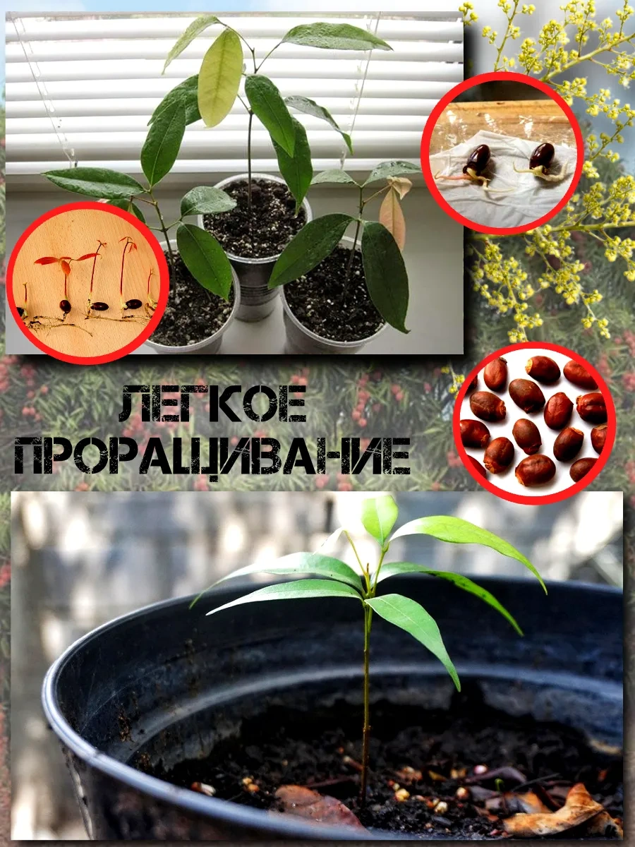  Семена Личи 3 шт.