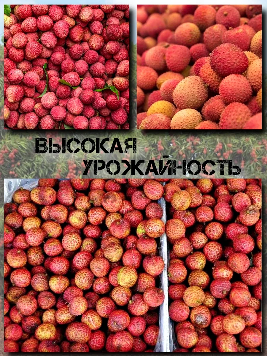  Семена Личи 3 шт.