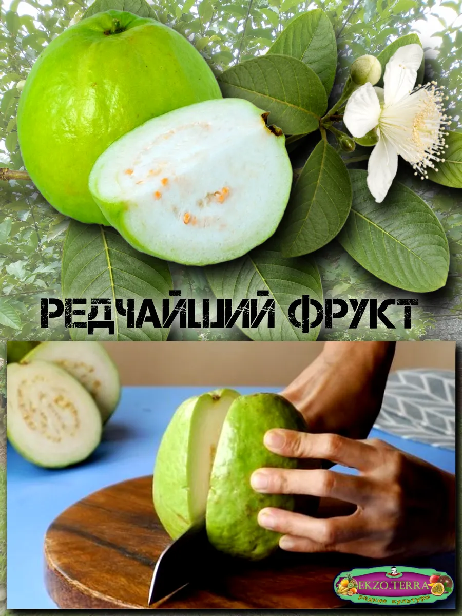  Семена Гуава, Псидиум (Белая) 3 шт.