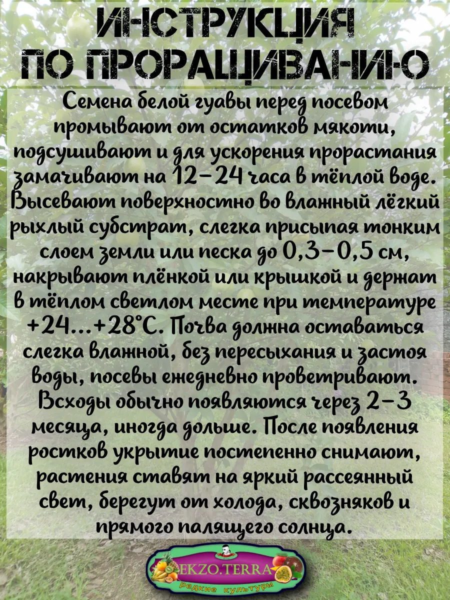  Семена Гуава, Псидиум (Белая) 3 шт.