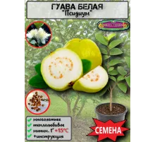  Семена Гуава, Псидиум (Белая) 3 шт.