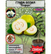  Семена Гуава, Псидиум (Белая) 3 шт.
