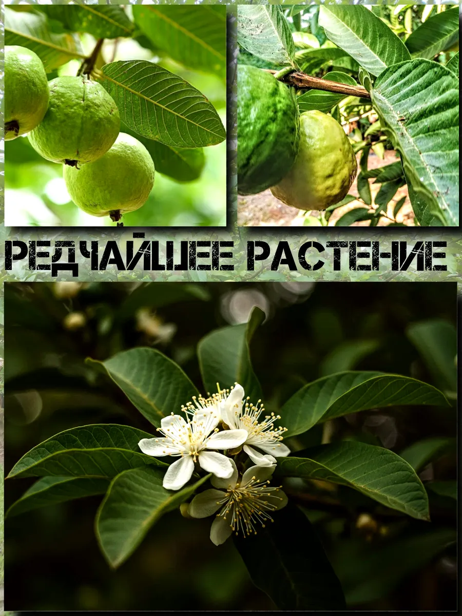  Семена Гуава, Псидиум (Белая) 3 шт.