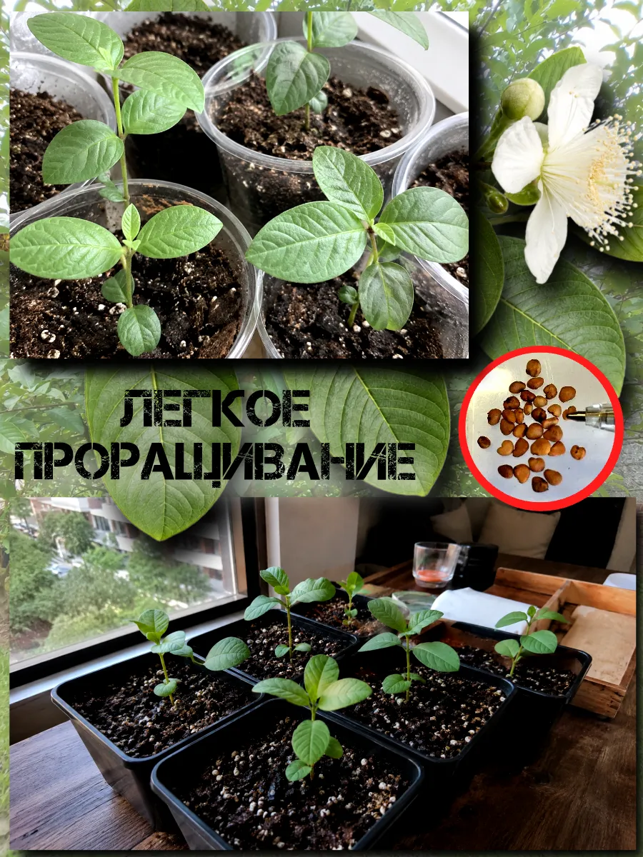  Семена Гуава, Псидиум (Белая) 3 шт.