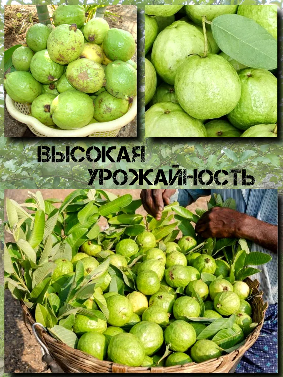  Семена Гуава, Псидиум (Белая) 3 шт.