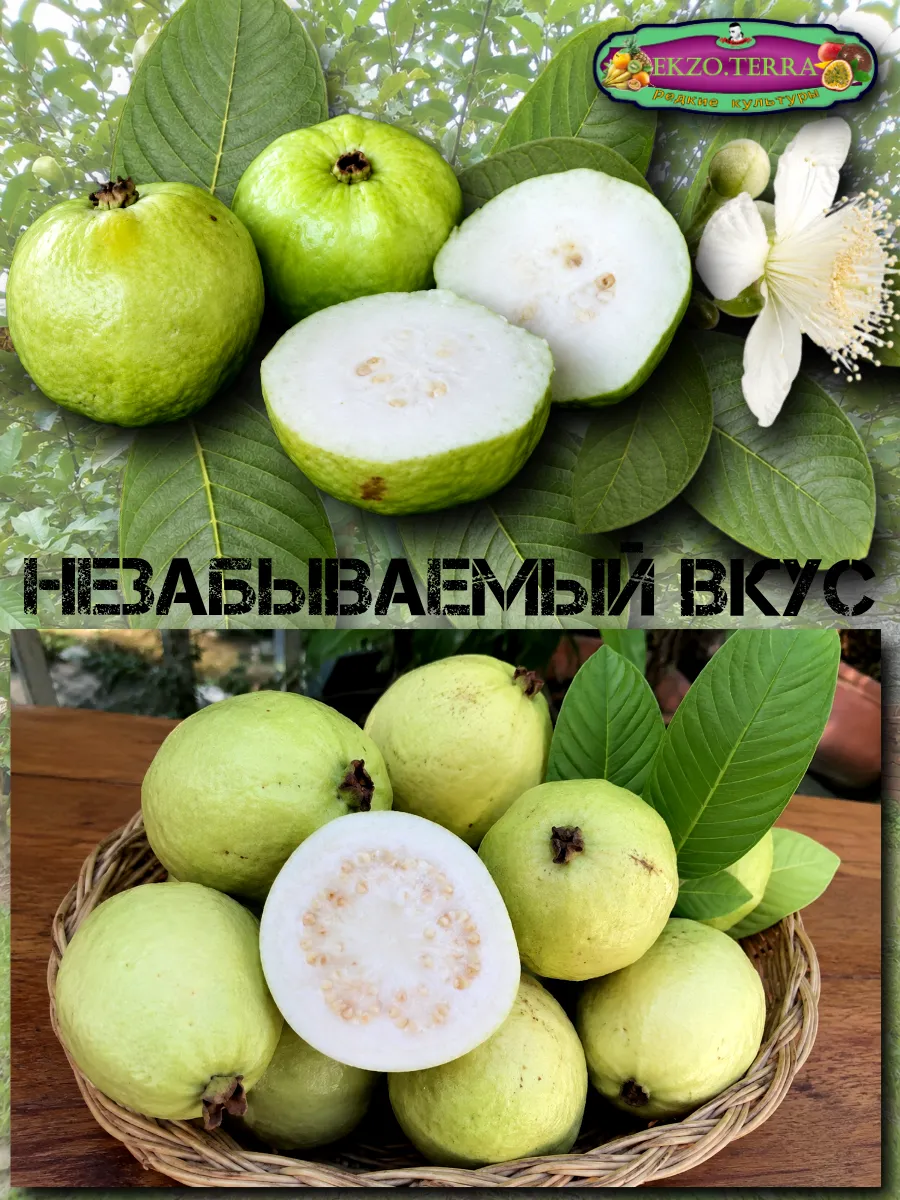  Семена Гуава, Псидиум (Белая) 3 шт.