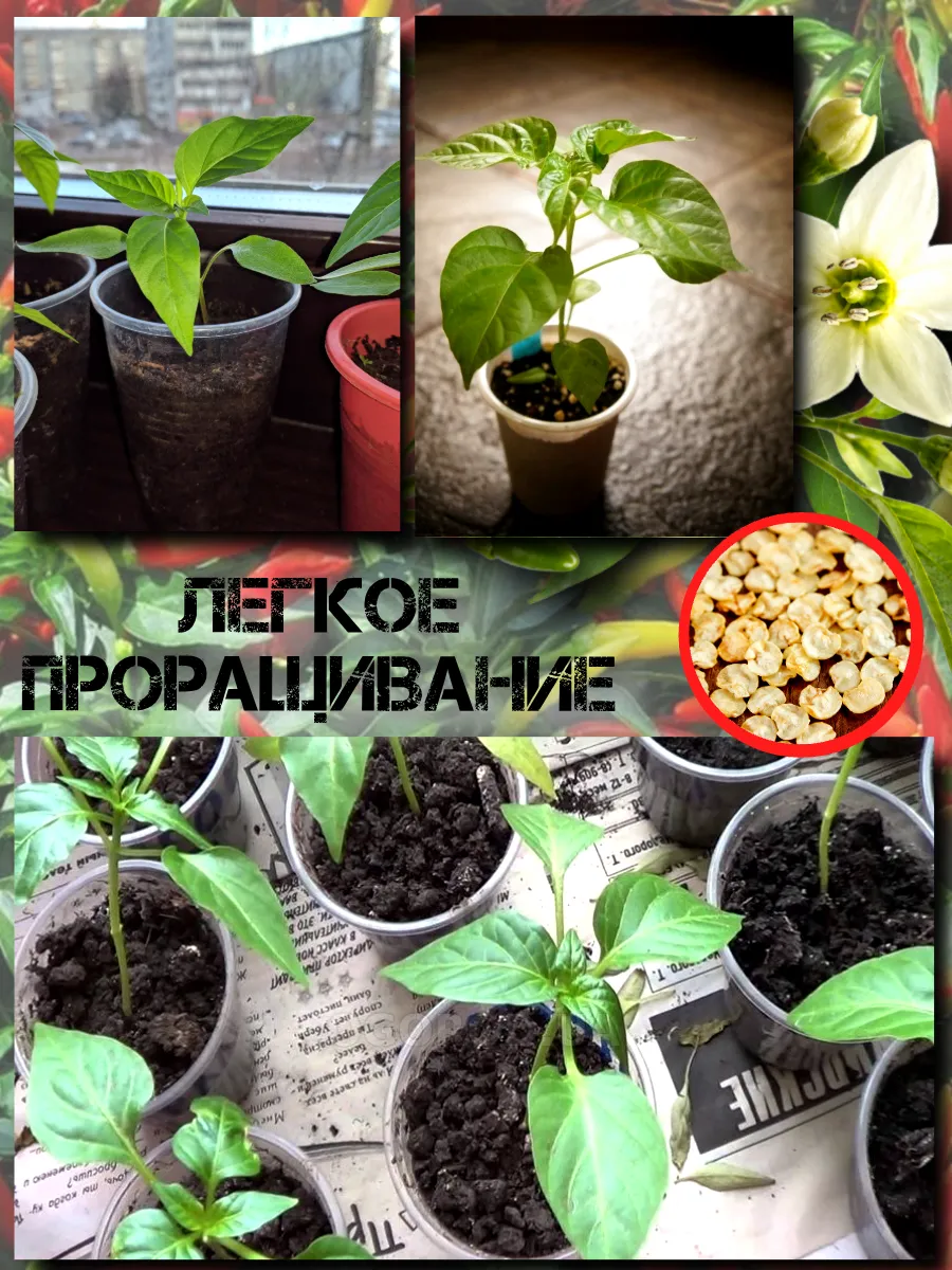  Семена Перец Тайский 'Дракон' 5 шт.