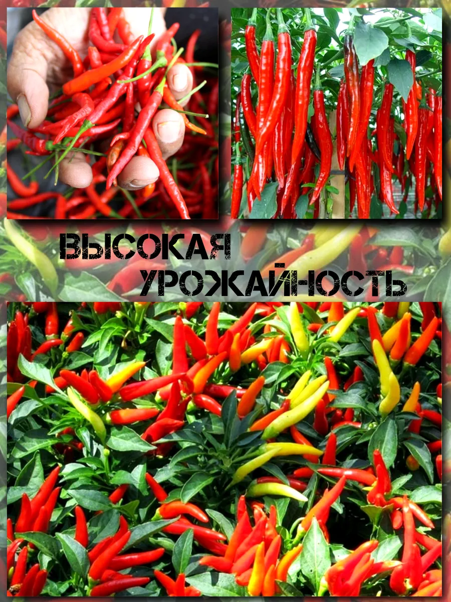  Семена Перец Тайский 'Дракон' 5 шт.