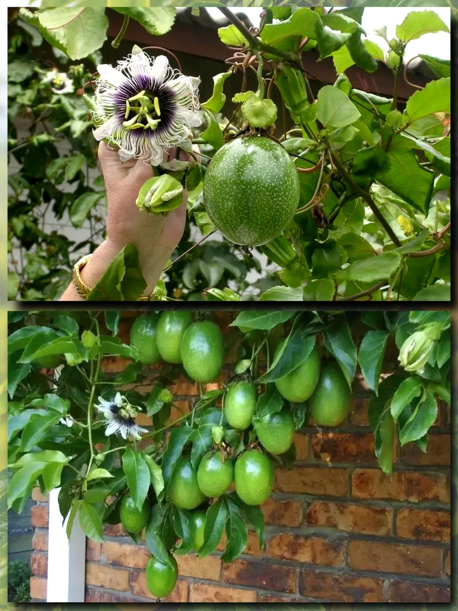  Семена Маракуйя Желтая 'Brazilian Golden 5 шт.