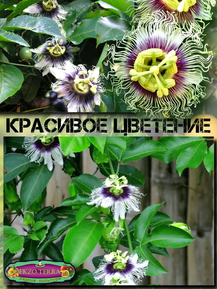  Семена Маракуйя Желтая 'Brazilian Golden 5 шт.