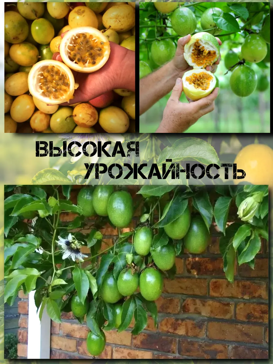  Семена Маракуйя Желтая 'Brazilian Golden 5 шт.