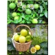  Семена Маракуйя Желтая 'Brazilian Golden 5 шт.