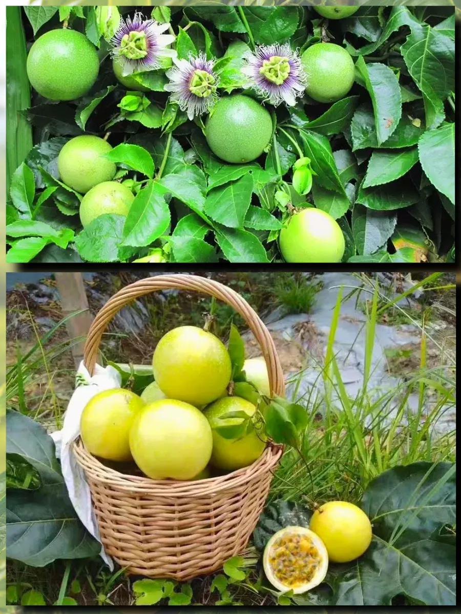  Семена Маракуйя Желтая 'Brazilian Golden 5 шт.