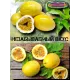  Семена Маракуйя Желтая 'Brazilian Golden 5 шт.
