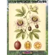  Семена Маракуйя Тайская (Аромантнейшая) 5 шт.
